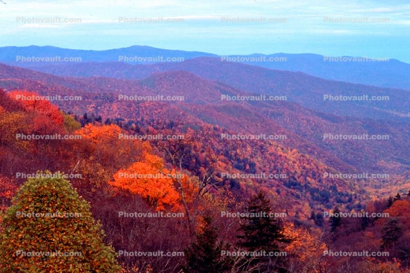 Forest, Woodlands, Trees, Hills, Mountains, psyscape, autumn