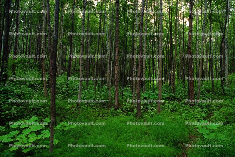 Woodlands, Trees, Forest