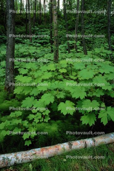 Woodlands, Trees, Forest, Leaves