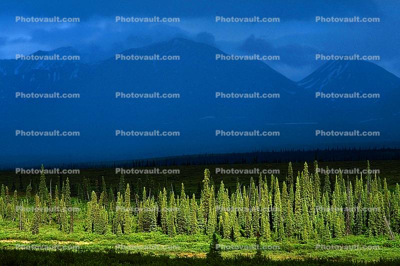 Woodlands, Pine Trees, Forest, Mountains