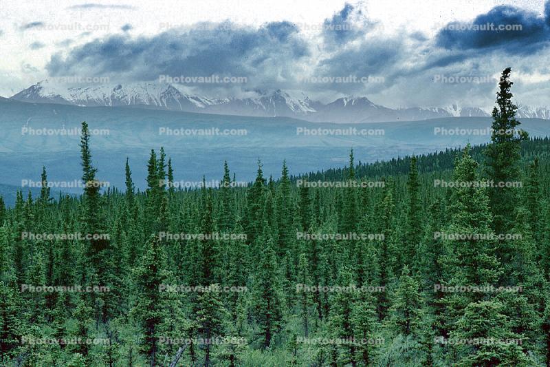 Forest, Pine Trees, clouds, mountains, valley, dramatic