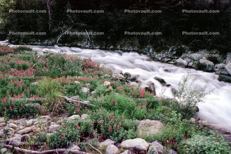 vibrant river, cascade, rapids, rocks
