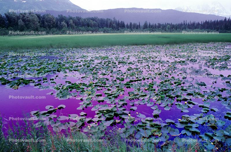Lake, Hyacinth, Purple water, mountains, wetlands
