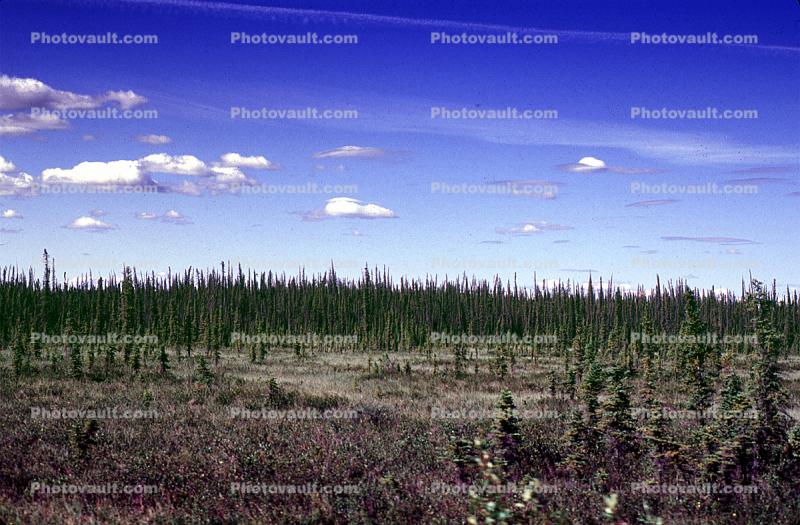 Forest, Trees, tundra