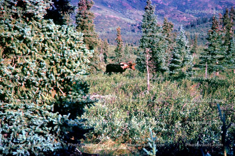 Moose, forest, Pine Trees, woodland, Denali National Park