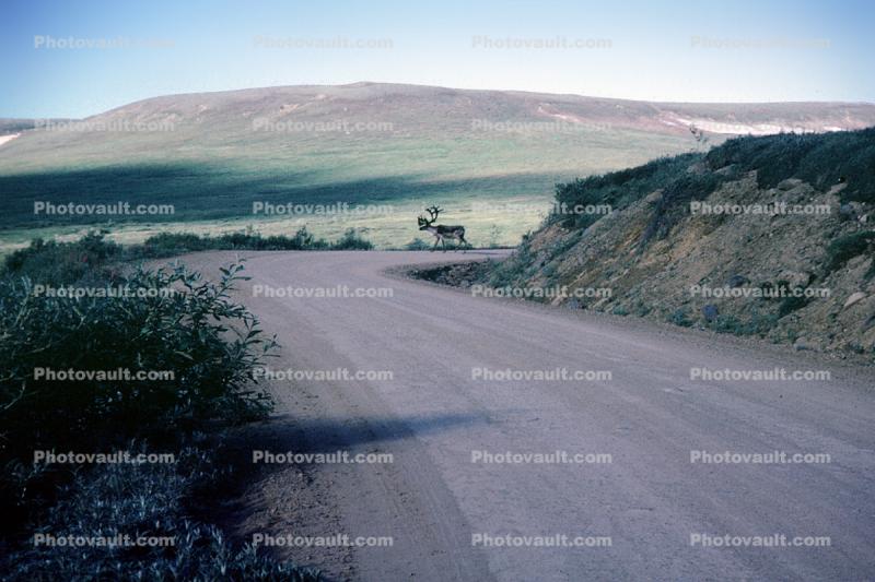 Buck, Deer, tundra, dirt road, barren hills, Denali National Park