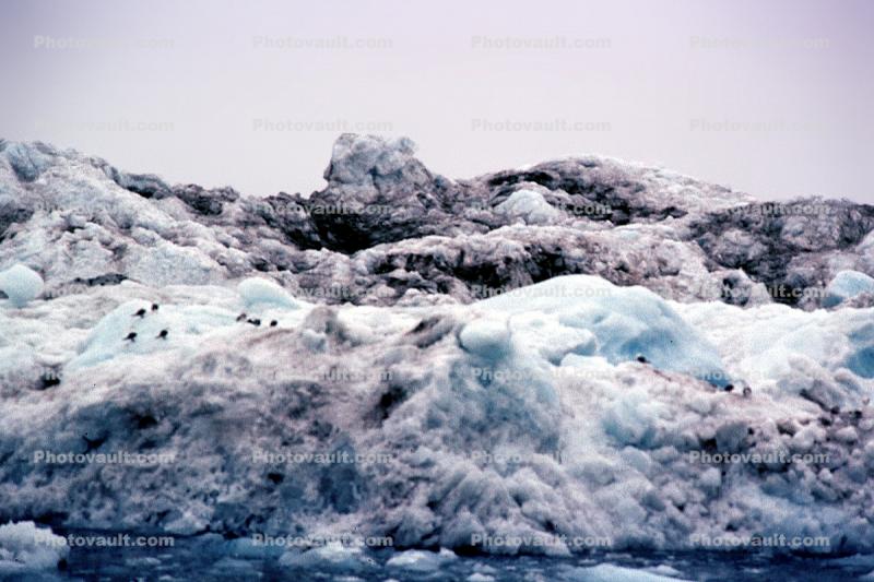 Birds in Ice, Valdez, Glacier, Coast, Coastline