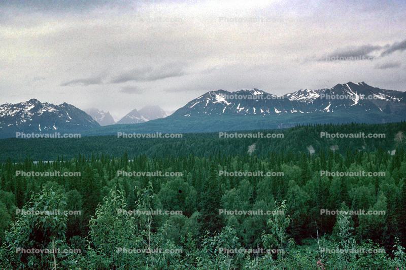Forest, Trees, Mountains, Denali National Park
