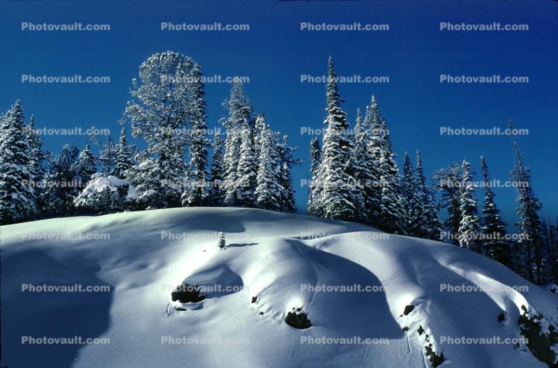 Forest, Snow, Trees, Cold, Frozen, Snowy, Winter, Wintry