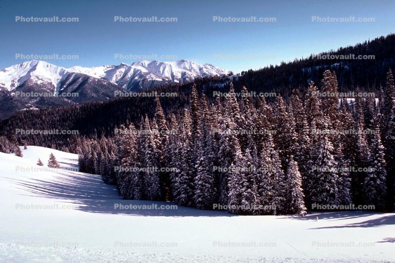 Forest, Snow, Mountains, Trees, Cold, Frozen, Snowy, Winter, Wintry