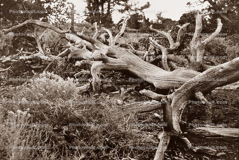 gnarled fallen tree