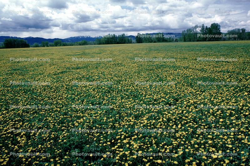 yellow flowers, Bozeman