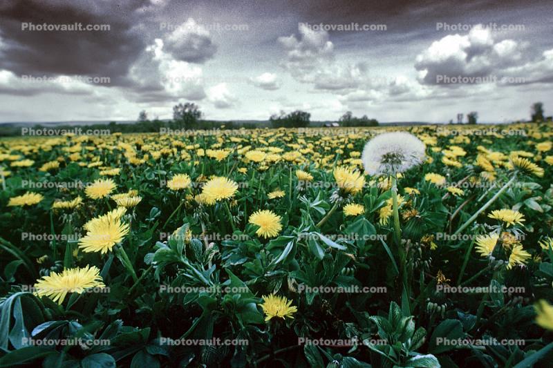 Dandelion, yellow flowers, Bozeman