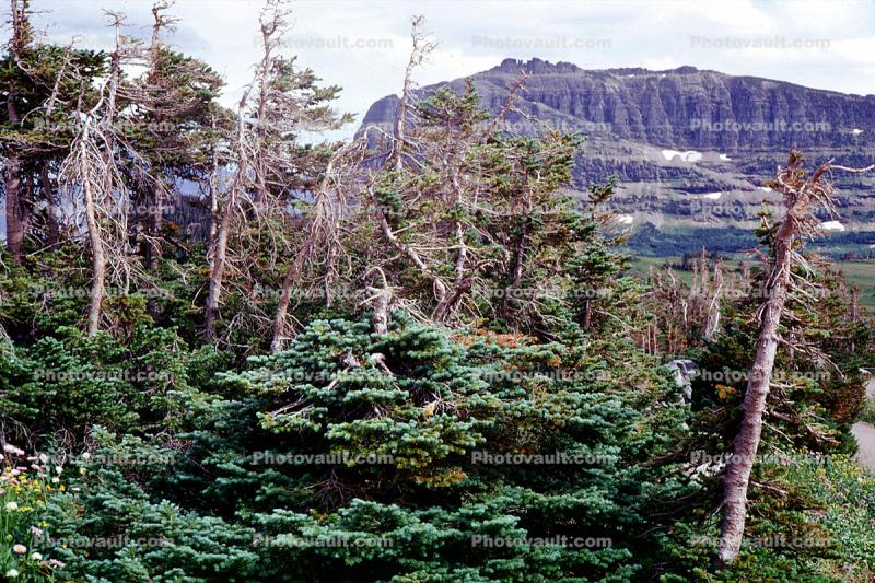 Trees, Glacier National Park, Mountain