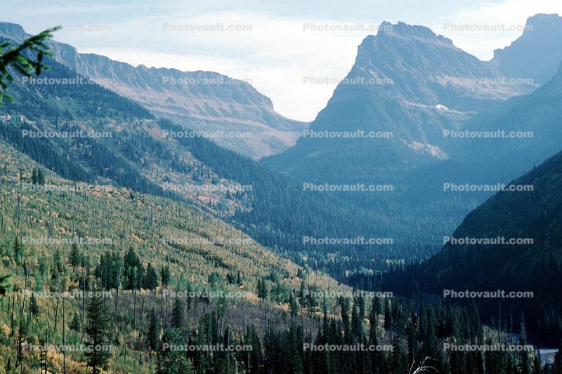 Mountains, Trees, Glacier National Park