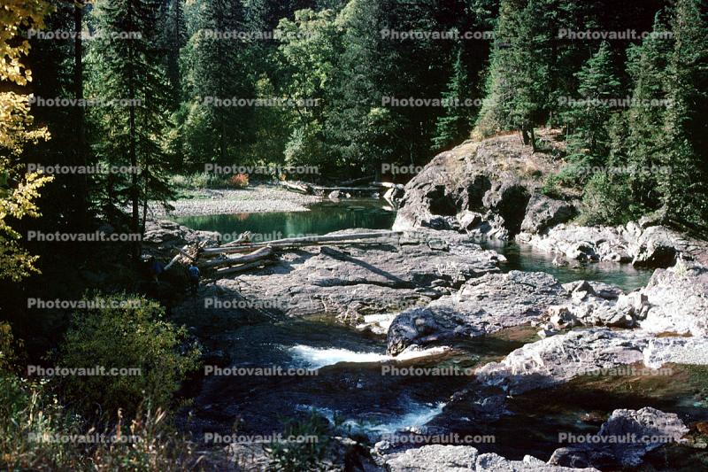 Stream, Water, Rocks, Pine Trees, Glacier National Park