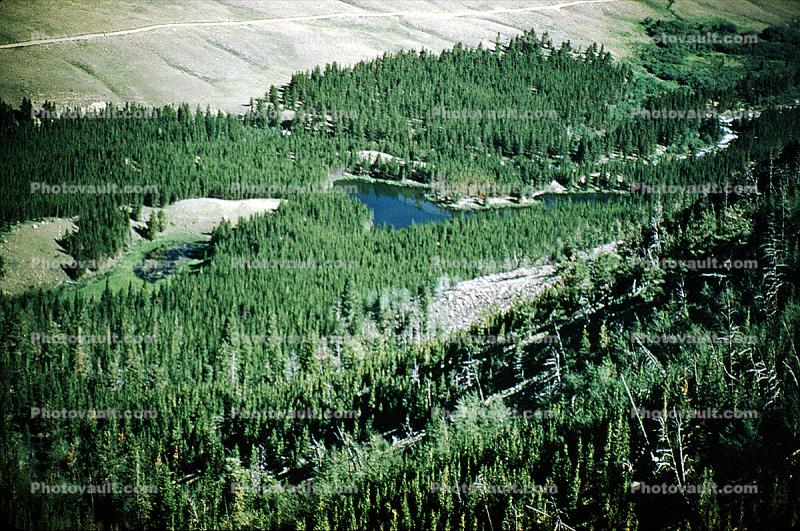 Beartooth Mountains, Forest, Pine Trees, Lake, valley, water