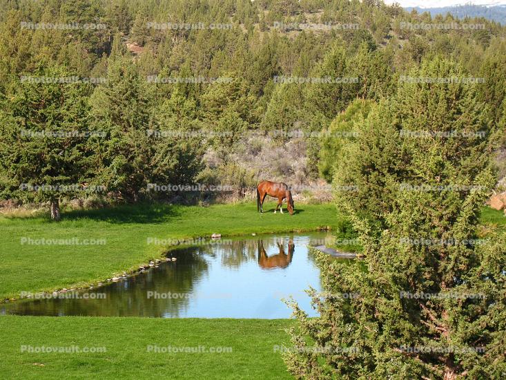 Pond, Trees, Grazing Horse