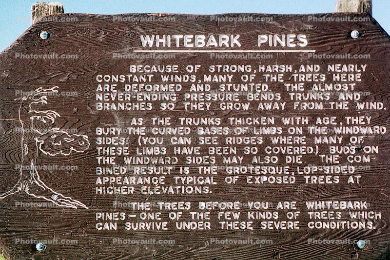 Whitebark Pines, Crater Lake National Park, water