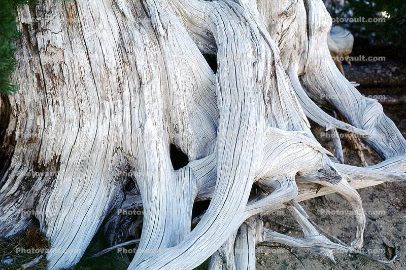 Bleached Gnarled Tree Roots, Crater Lake National Park, water