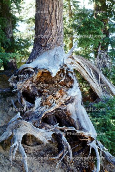 Bleached Gnarled Tree, Crater Lake National Park, water