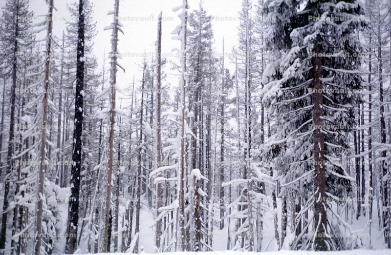 Snowy Trees, Ice, Cold, Forest, McKenzie Pass