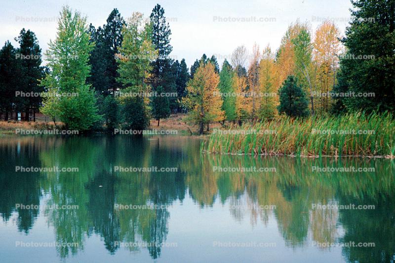 Fall Colors, Trees, Lake, Reeds, Reflection, Pond, autumn, water