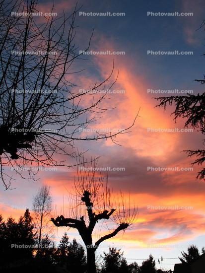 Sunset, bare tree silhouette