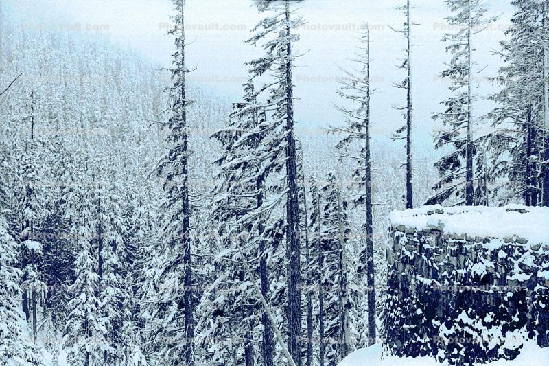 Snow covered Trees, forest, woodland