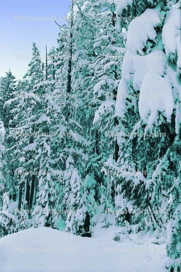 Snow covered Trees, forest, woodland
