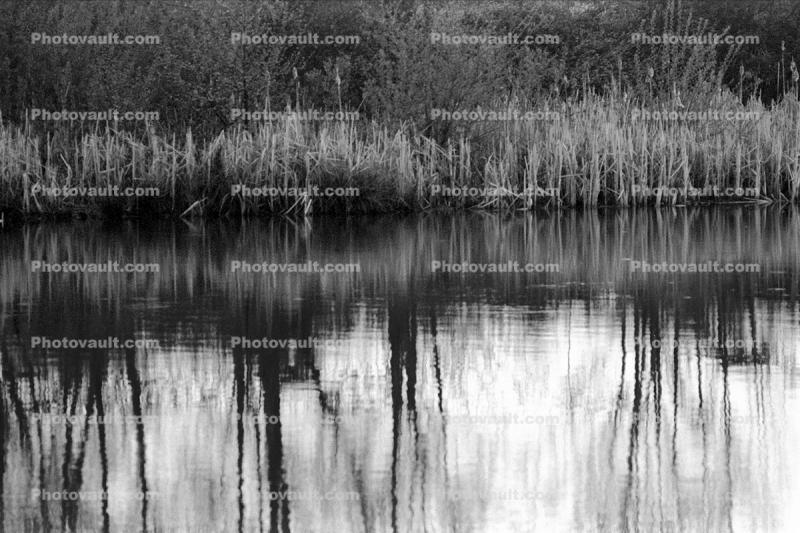 water reflection, lake, Tumwater, water