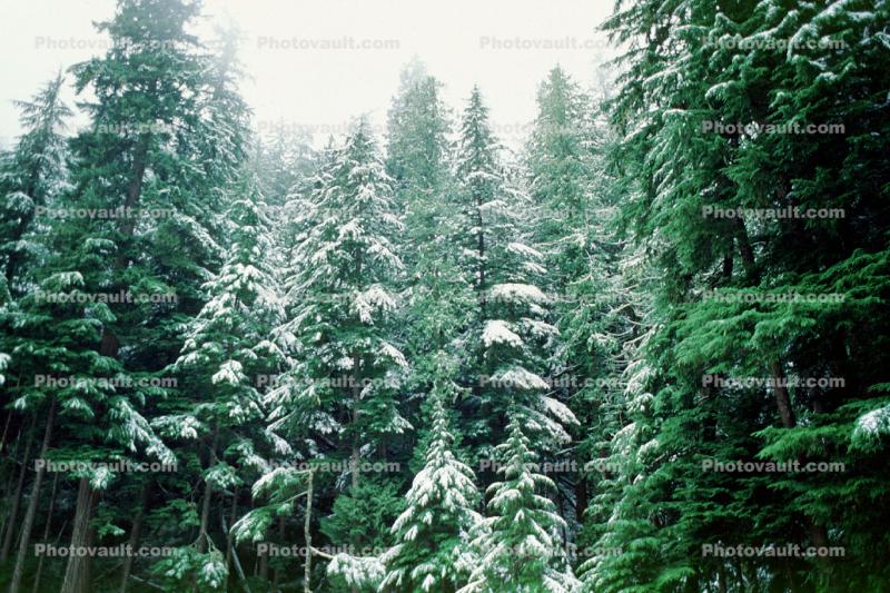 Snowy Trees, forest, woodland, cold, ice, snow