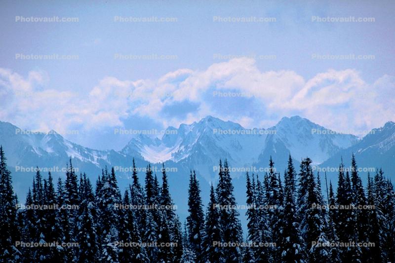Mountain, trees, snow, ice, cold, Mountain Ridge, Olympic National Park