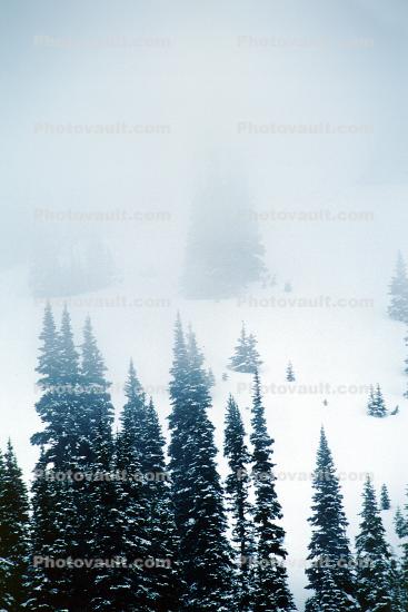 trees, snow, ice, cold, forest, woodland, Olympic National Park