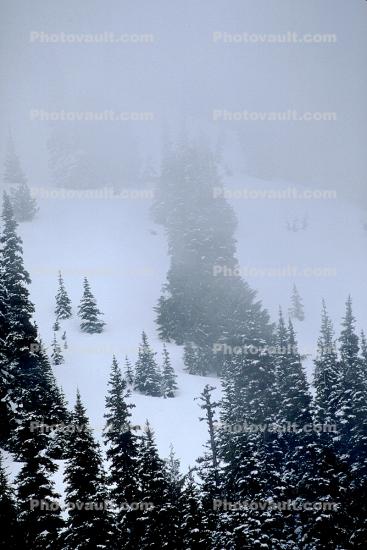 Mountain, trees, snow, ice, cold, forest, woodland, Olympic National Park