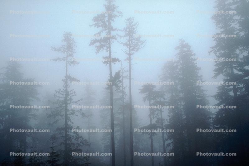 Mountain, trees, snow, ice, cold, fog, forest, woodland, Olympic National Park