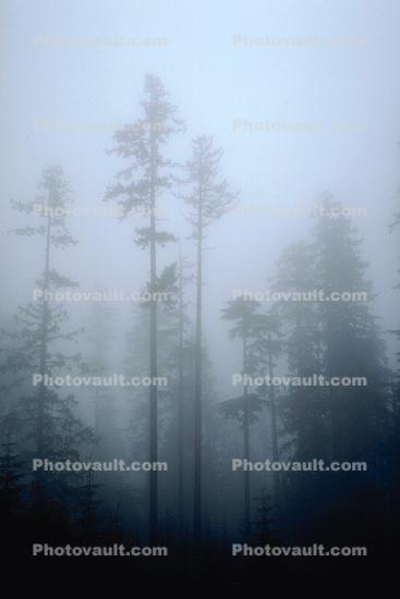 Mountain, trees, snow, ice, cold, fog, foggy, forest, woodland, Olympic National Park