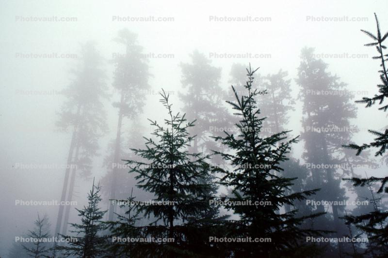 Mountain, trees, cold, fog, foggy