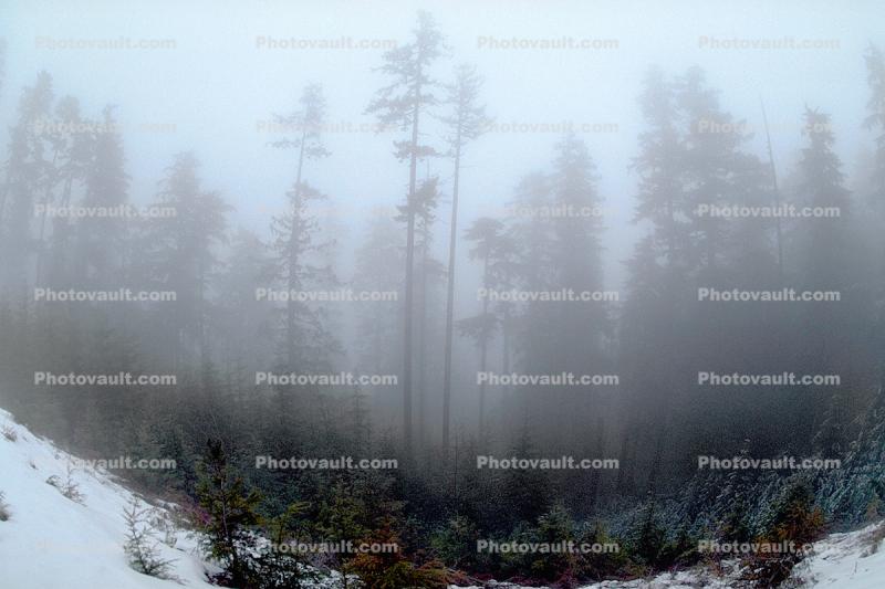 Mountain, trees, snow, ice, cold, fog, foggy