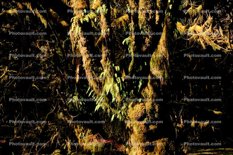 Moss, Mossy Tree, woodland, forest, Hoh Rainforest