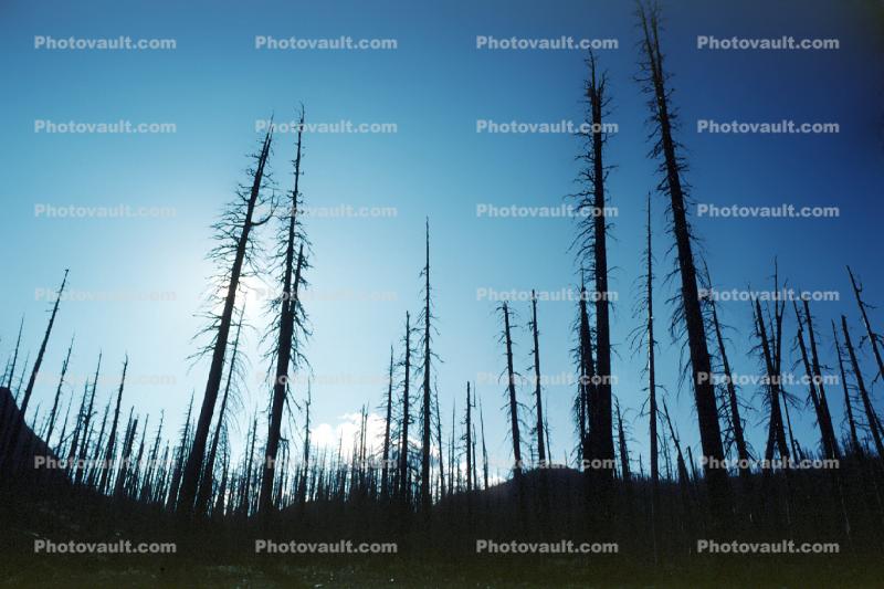 felled trees by the blast, woodland, forest