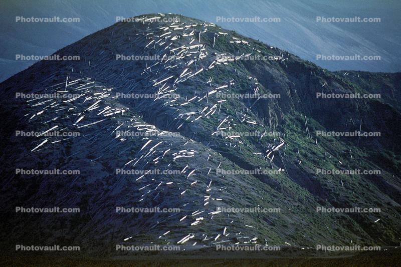 felled trees by the blast, ridge, mountain peak