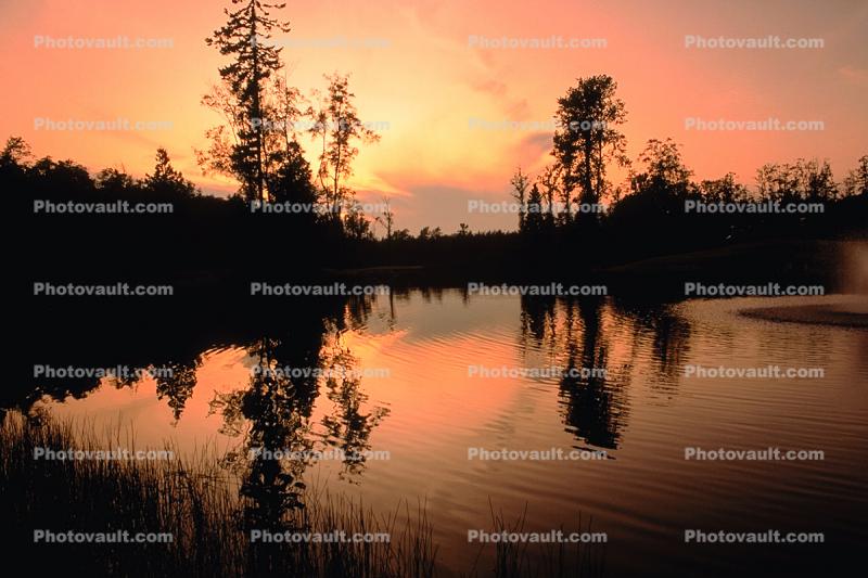 Forest, Lake, wetlands, trees, woodland, Blaine Washington, water