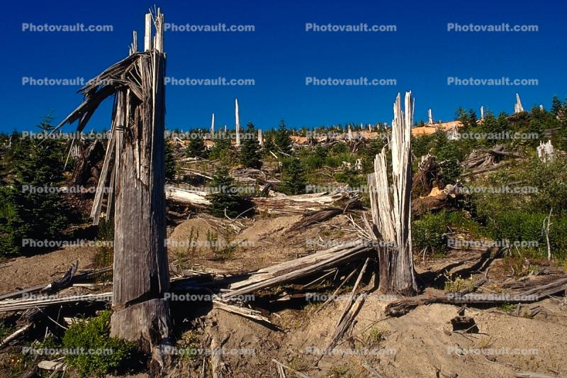 trees felled by the blast, woodlands, forest