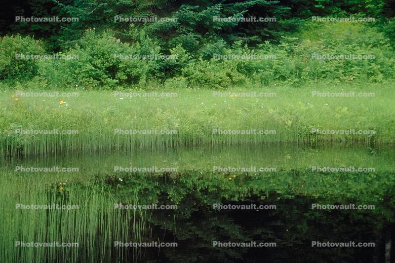 Pond, Lake, reflection, plants, wetlands, water