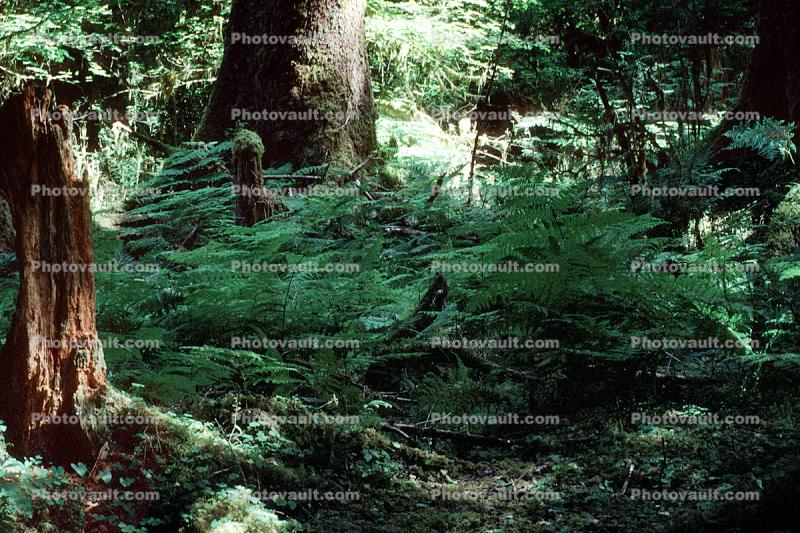 Hoh Rainforest, trees, forest, woodland, moss, mossy