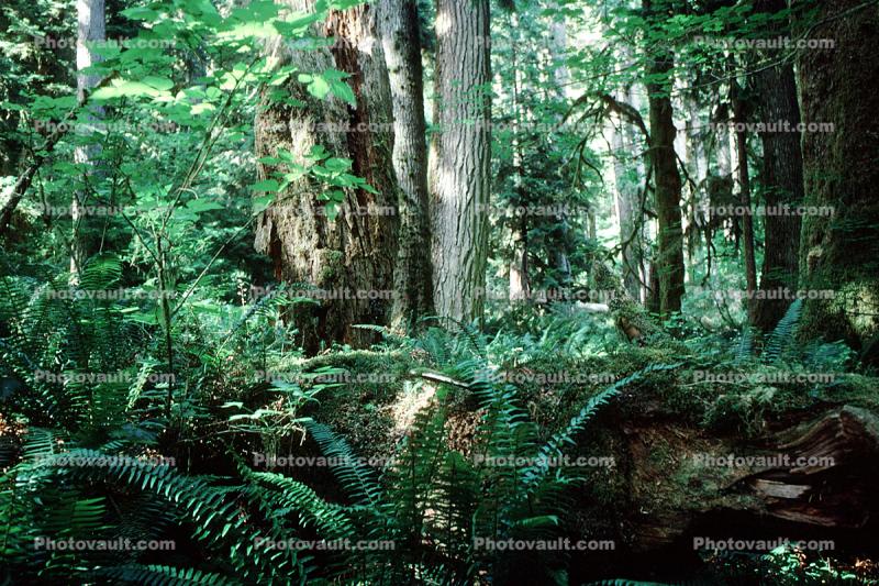 Hoh Rainforest, trees, forest, woodland, moss, mossy