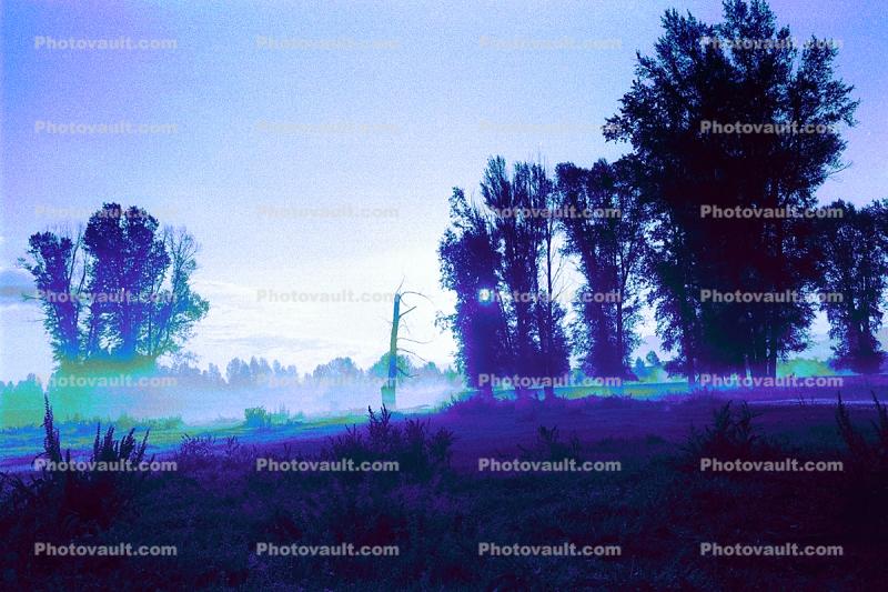 Early Morning Fog, Trees, Snake River Ranch, Jacksonhole, Wilson