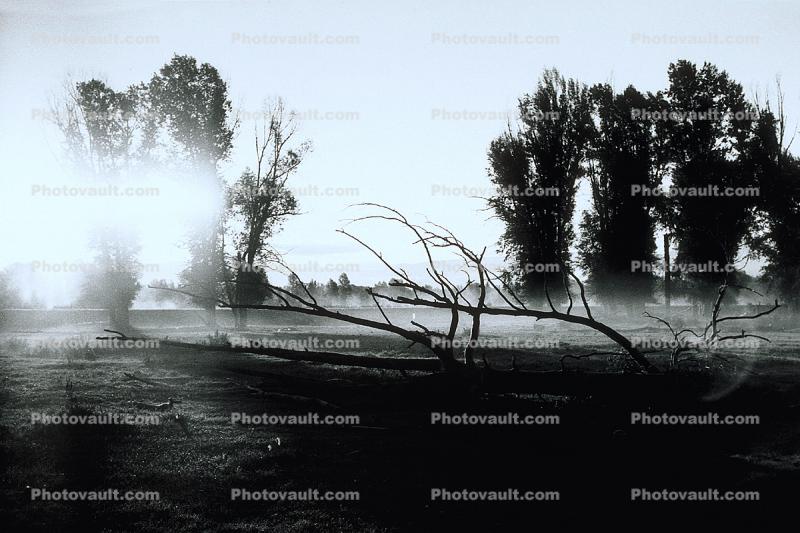 Early Morning Fog, Trees, Snake River Ranch