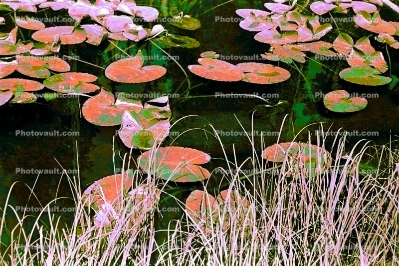 Pond, Lily Pads, toadstools